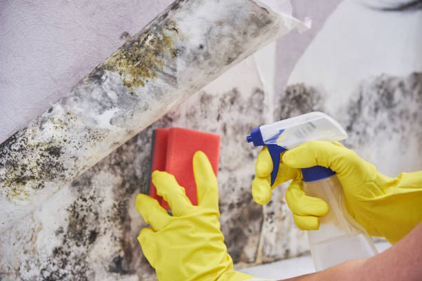 Why You Should Choose Our Mold Remediation Services in Milton, WI